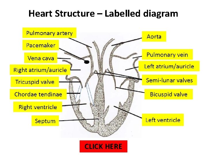 Heart Structure – Labelled diagram CLICK HERE 