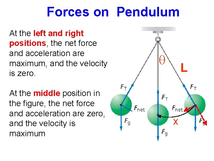 Forces on Pendulum At the left and right positions, the net force and acceleration