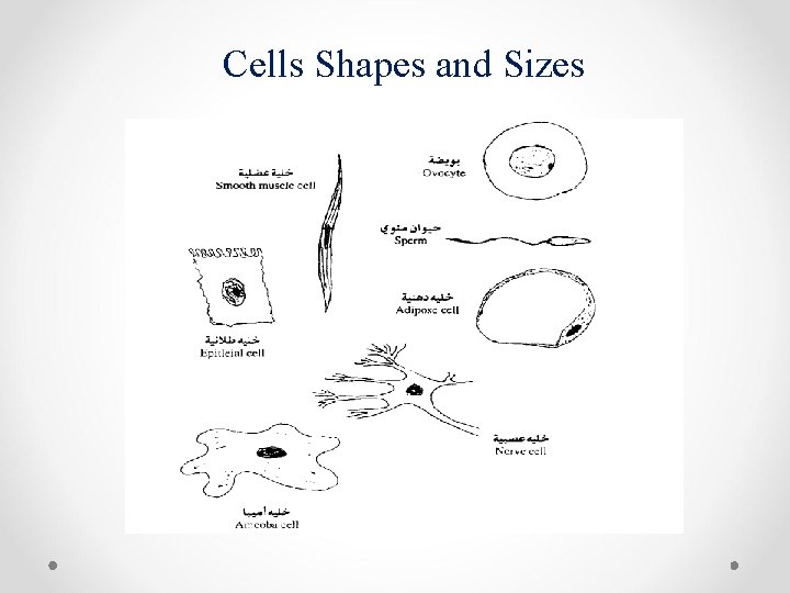 Cells Shapes and Sizes 