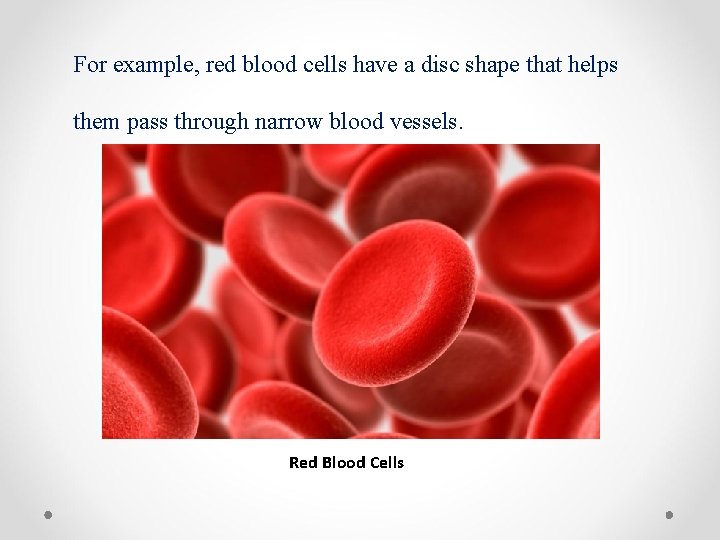 For example, red blood cells have a disc shape that helps them pass through