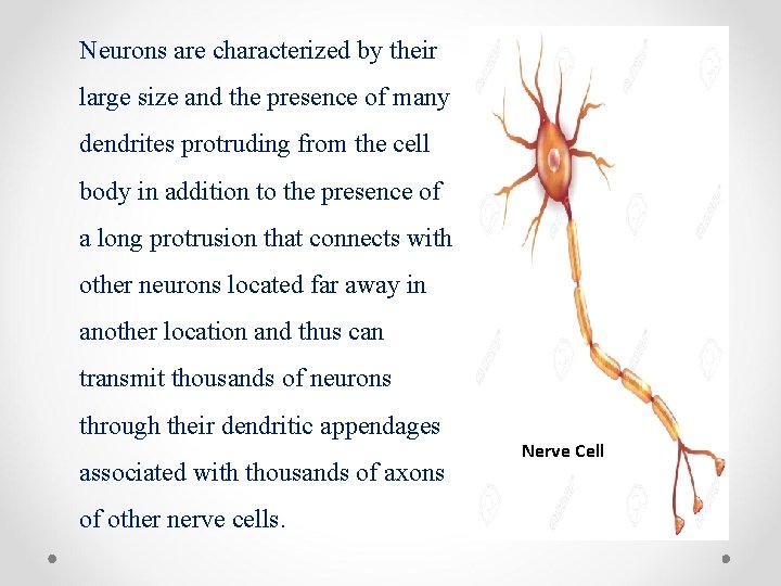 Neurons are characterized by their large size and the presence of many dendrites protruding