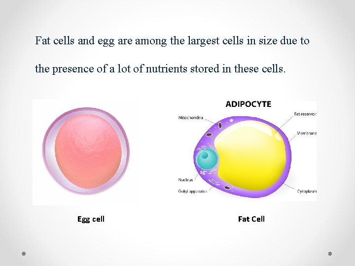 Fat cells and egg are among the largest cells in size due to the