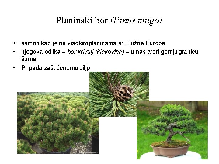 Planinski bor (Pinus mugo) • samonikao je na visokim planinama sr. i južne Europe