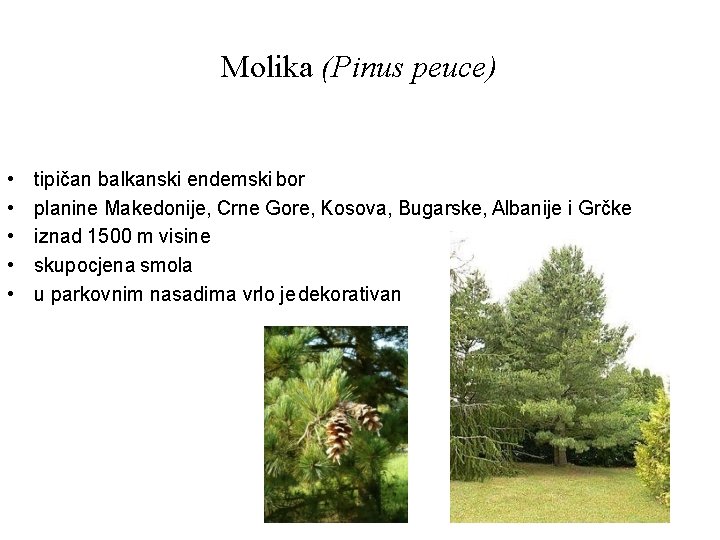 Molika (Pinus peuce) • • • tipičan balkanski endemski bor planine Makedonije, Crne Gore,