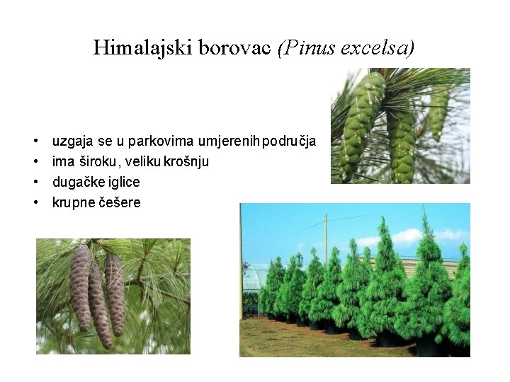 Himalajski borovac (Pinus excelsa) • • uzgaja se u parkovima umjerenih područja ima široku,