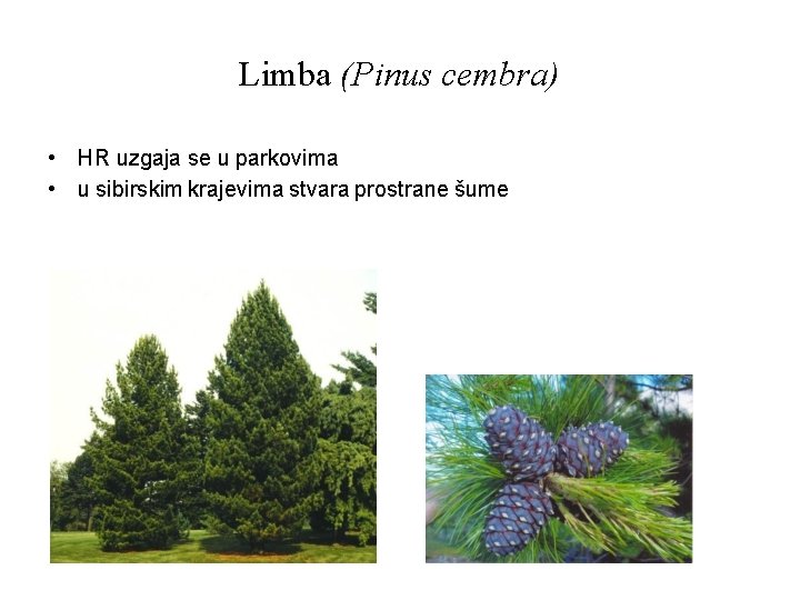 Limba (Pinus cembra) • HR uzgaja se u parkovima • u sibirskim krajevima stvara