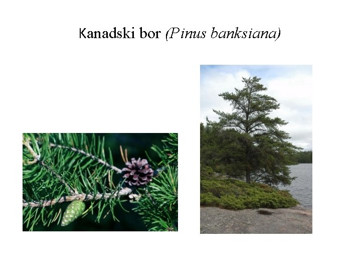 Kanadski bor (Pinus banksiana) 