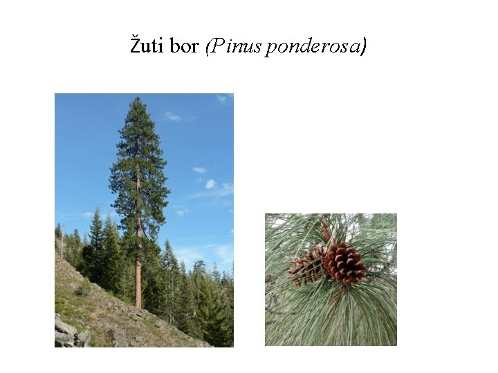 Žuti bor (Pinus ponderosa) 