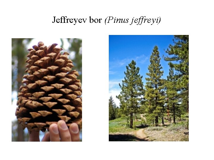 Jeffreyev bor (Pinus jeffreyi) 