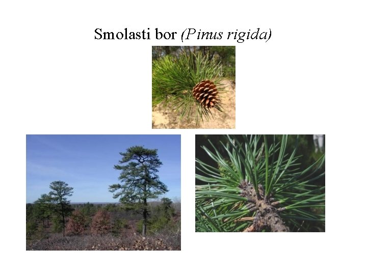 Smolasti bor (Pinus rigida) 