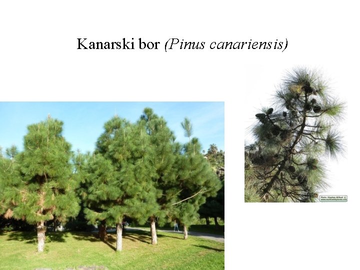 Kanarski bor (Pinus canariensis) 