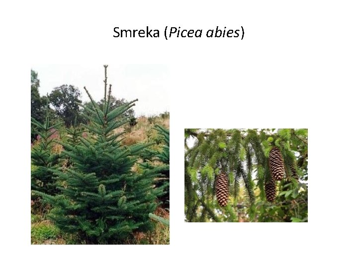 Smreka (Picea abies) 