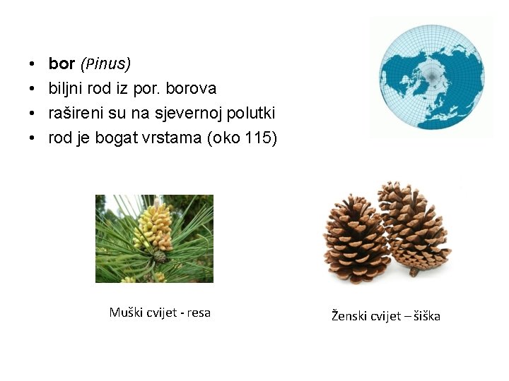  • • bor (Pinus) biljni rod iz por. borova rašireni su na sjevernoj