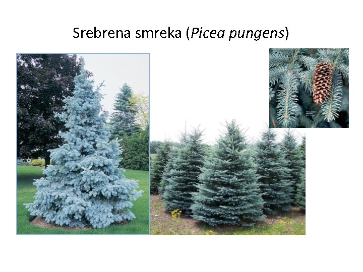 Srebrena smreka (Picea pungens) 