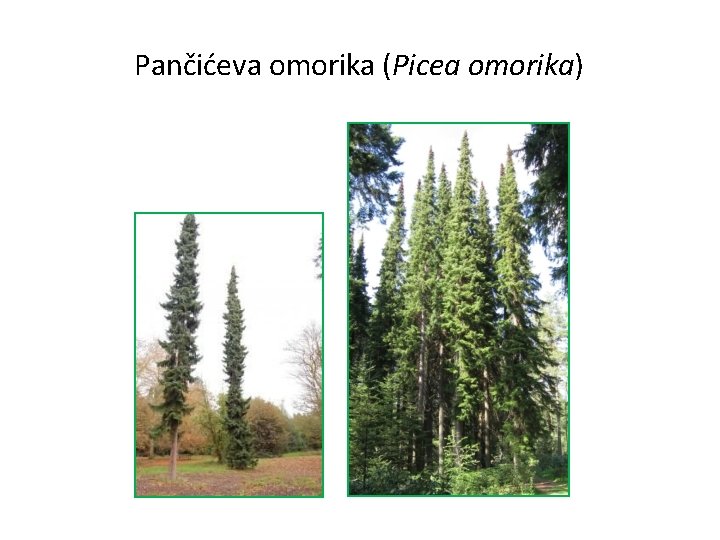 Pančićeva omorika (Picea omorika) 