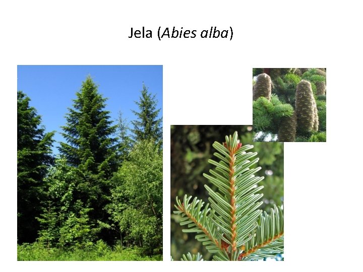 Jela (Abies alba) 