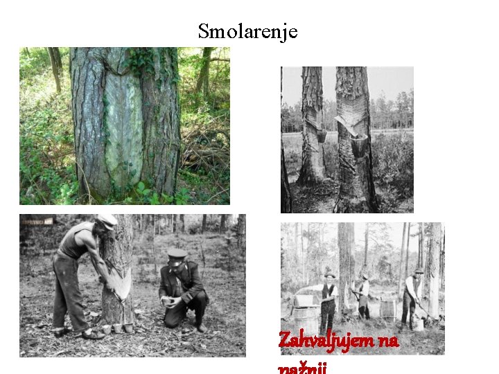 Smolarenje Zahvaljujem na 