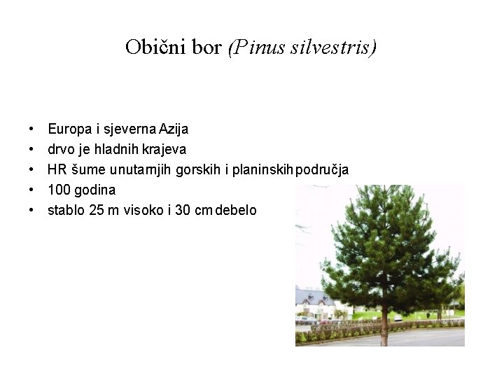Obični bor (Pinus silvestris) • • • Europa i sjeverna Azija drvo je hladnih