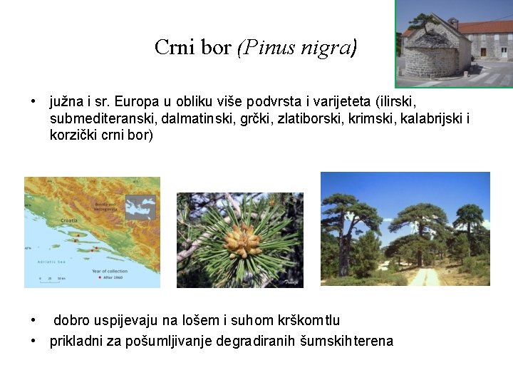 Crni bor (Pinus nigra) • južna i sr. Europa u obliku više podvrsta i