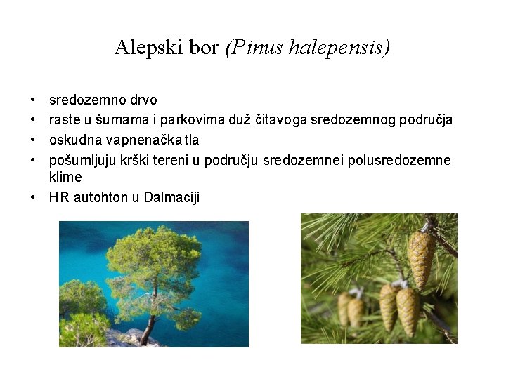 Alepski bor (Pinus halepensis) • • sredozemno drvo raste u šumama i parkovima duž