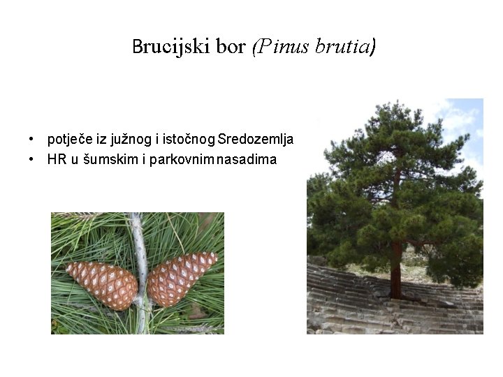 Brucijski bor (Pinus brutia) • potječe iz južnog i istočnog Sredozemlja • HR u