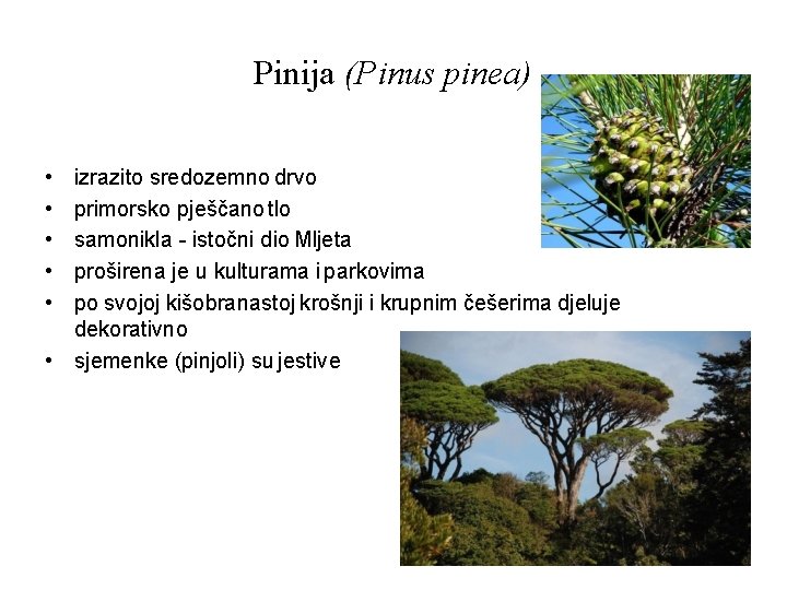 Pinija (Pinus pinea) • • • izrazito sredozemno drvo primorsko pješčano tlo samonikla -