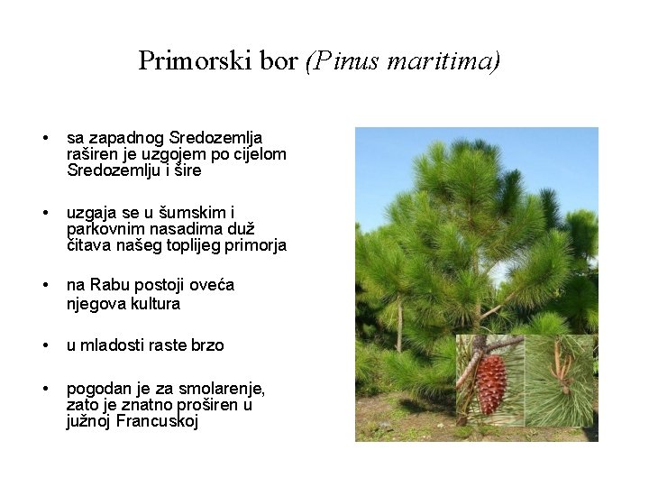 Primorski bor (Pinus maritima) • sa zapadnog Sredozemlja raširen je uzgojem po cijelom Sredozemlju