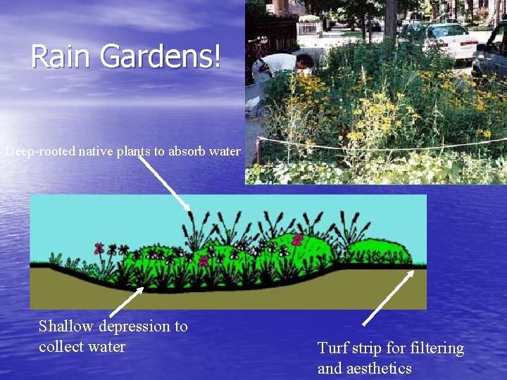 Rain Gardens! Deep-rooted native plants to absorb water Shallow depression to collect water Turf