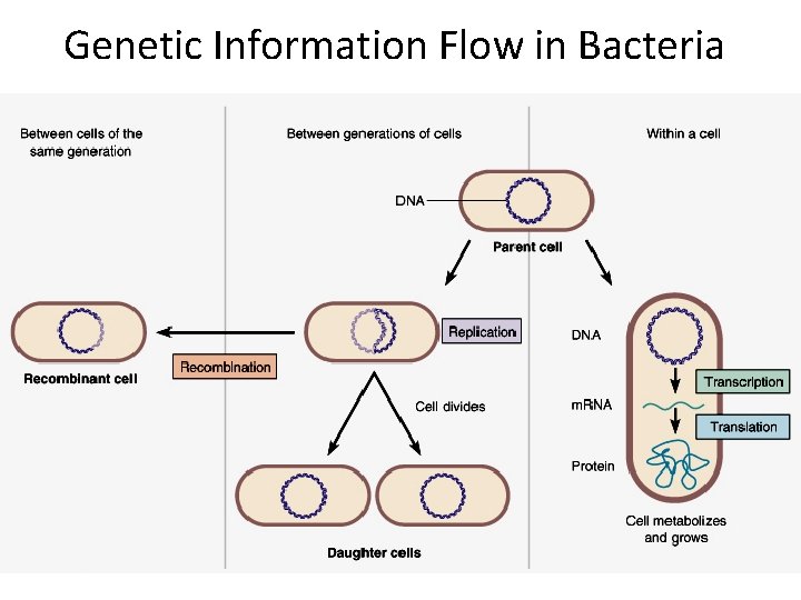 Genetic Information Flow in Bacteria 