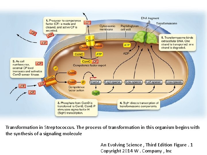 Transformation in Streptococcus. The process of transformation in this organism begins with the synthesis