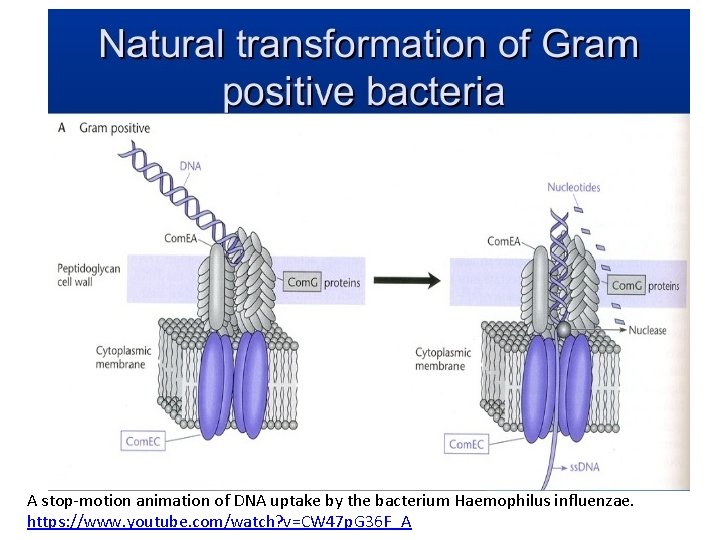 A stop-motion animation of DNA uptake by the bacterium Haemophilus influenzae. https: //www. youtube.