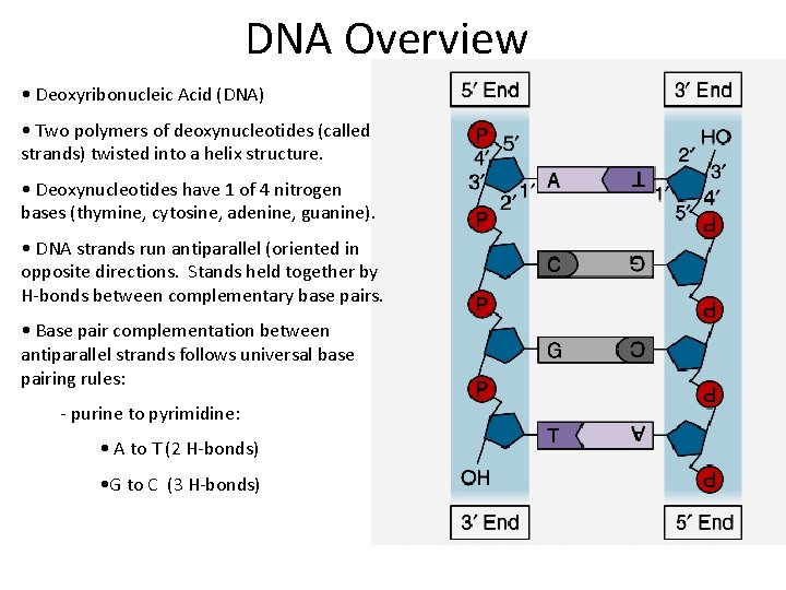 DNA Overview • Deoxyribonucleic Acid (DNA) • Two polymers of deoxynucleotides (called strands) twisted