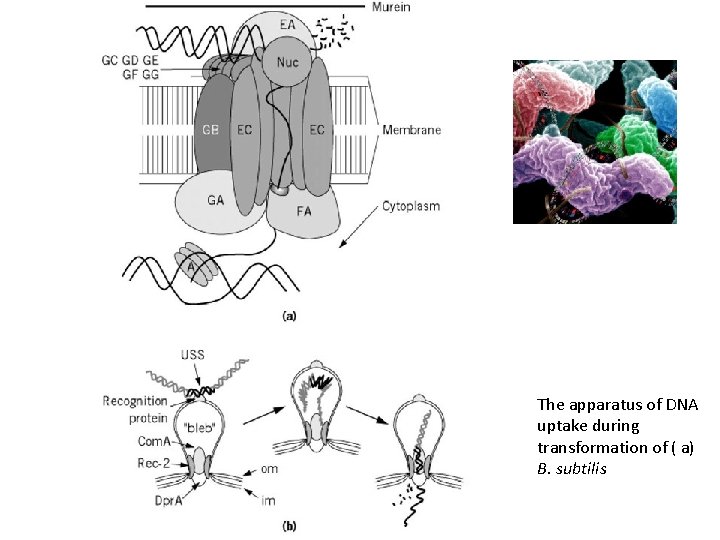 The apparatus of DNA uptake during transformation of ( a) B. subtilis 