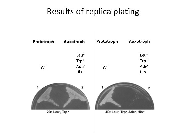 Results of replica plating Prototroph WT Auxotroph Leu+ Trp+ Ade. His- 