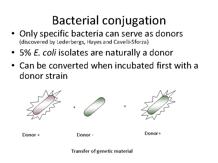 Bacterial conjugation • Only specific bacteria can serve as donors (discovered by Lederbergs, Hayes