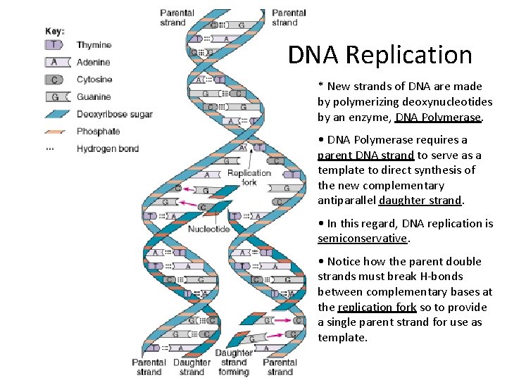 DNA Replication * New strands of DNA are made by polymerizing deoxynucleotides by an