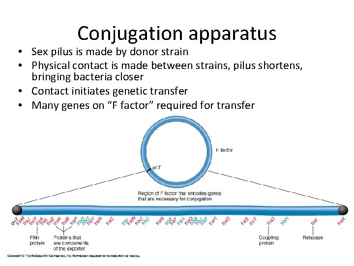 Conjugation apparatus • Sex pilus is made by donor strain • Physical contact is