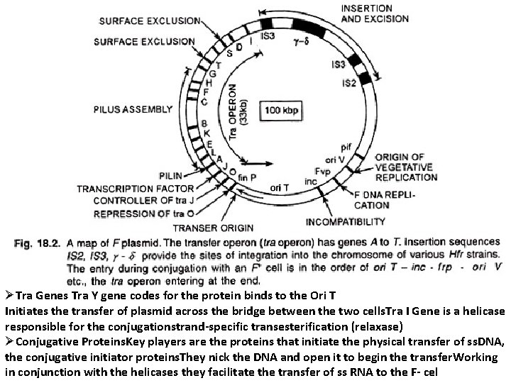 ØTra Genes Tra Y gene codes for the protein binds to the Ori T