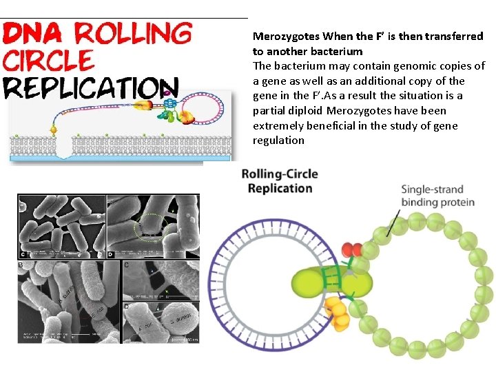 Merozygotes When the F’ is then transferred to another bacterium The bacterium may contain