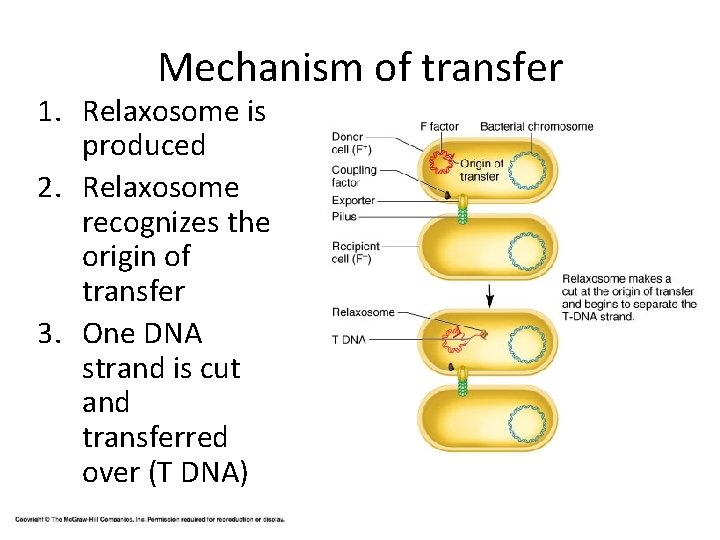 Mechanism of transfer 1. Relaxosome is produced 2. Relaxosome recognizes the origin of transfer