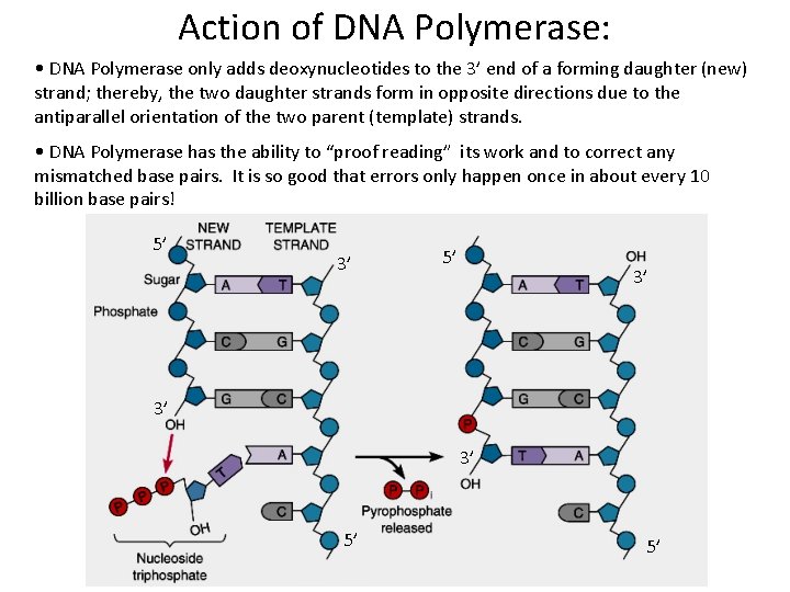 Action of DNA Polymerase: • DNA Polymerase only adds deoxynucleotides to the 3’ end