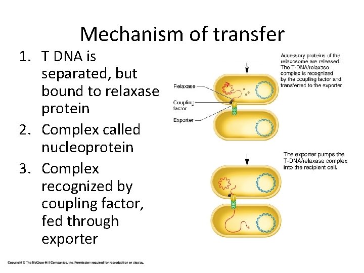 Mechanism of transfer 1. T DNA is separated, but bound to relaxase protein 2.