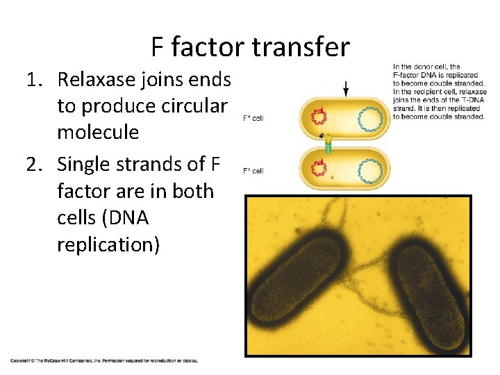 F factor transfer 1. Relaxase joins ends to produce circular molecule 2. Single strands