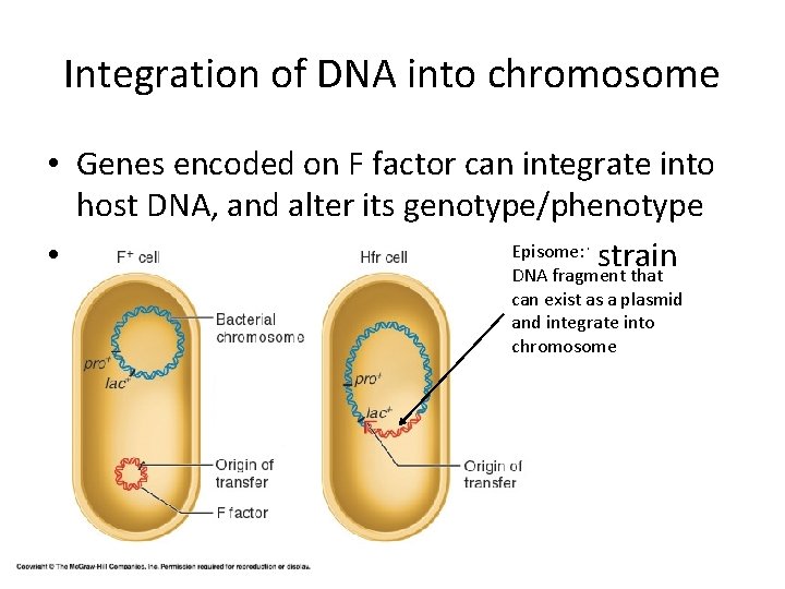 Integration of DNA into chromosome • Genes encoded on F factor can integrate into