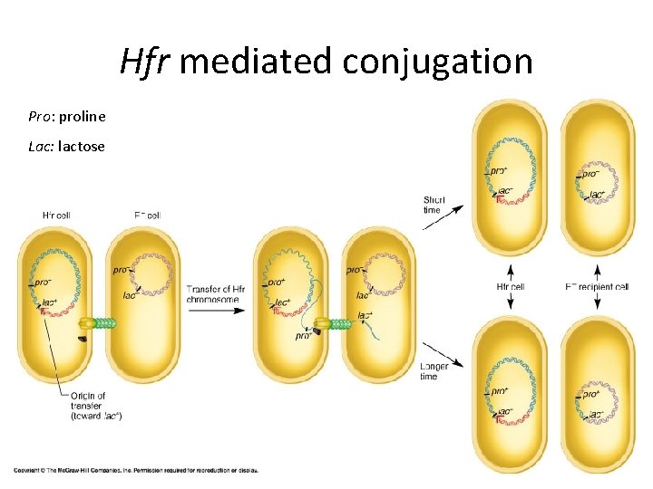 Hfr mediated conjugation Pro: proline Lac: lactose 