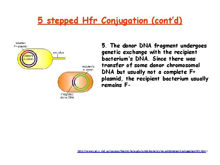 5 stepped Hfr Conjugation (cont’d) 5. The donor DNA fragment undergoes genetic exchange with