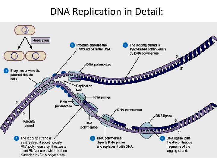 DNA Replication in Detail: 