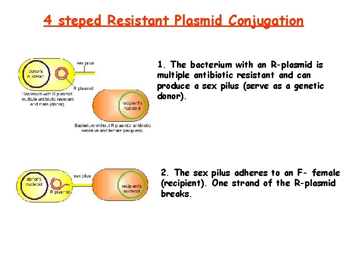 4 steped Resistant Plasmid Conjugation 1. The bacterium with an R-plasmid is multiple antibiotic