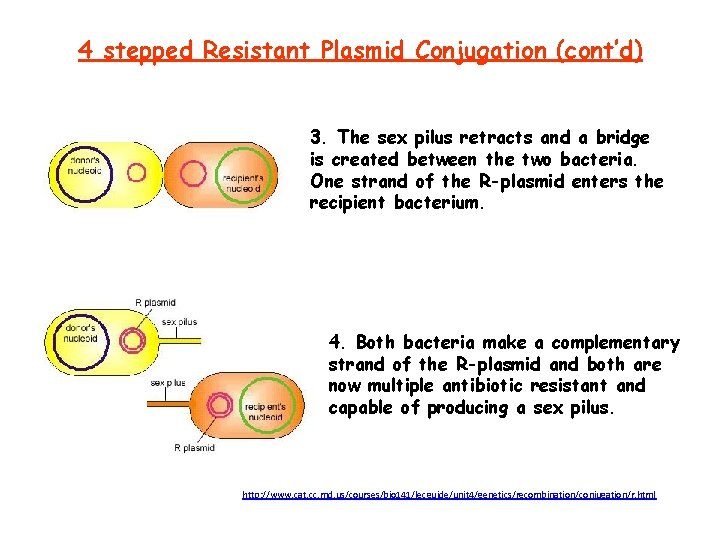 4 stepped Resistant Plasmid Conjugation (cont’d) 3. The sex pilus retracts and a bridge