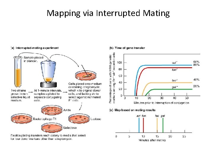 Mapping via Interrupted Mating 